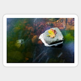 Autumn Leaf in Stream Sticker